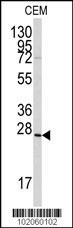 Grem1 Antibody