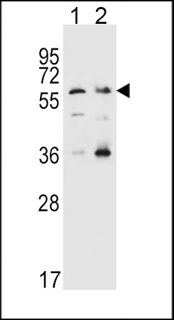 SLC22A4 Antibody