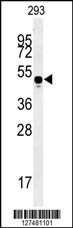 MYLK4 Antibody