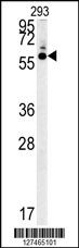 HTR3C Antibody