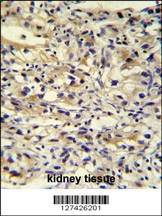 C1orf186 Antibody
