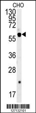SLC16A9 Antibody