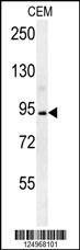 BCAN Antibody