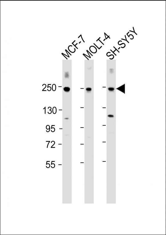 CUX1 Antibody