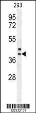 CAMLG Antibody