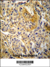 NCF1 Antibody