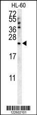 COQ7 Antibody