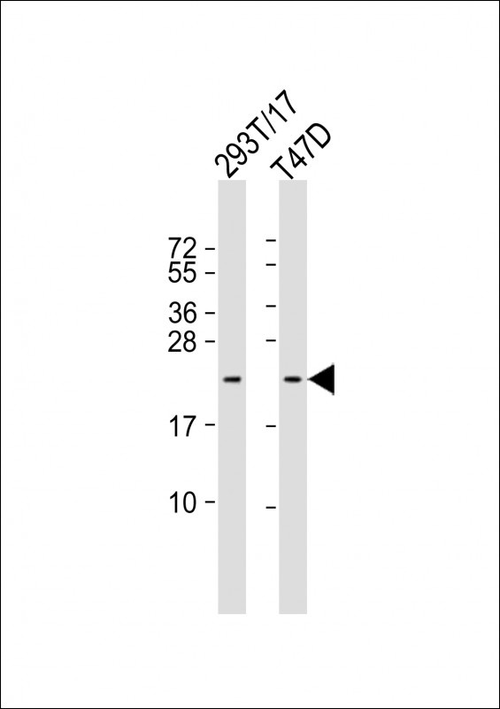 RHOQ Antibody