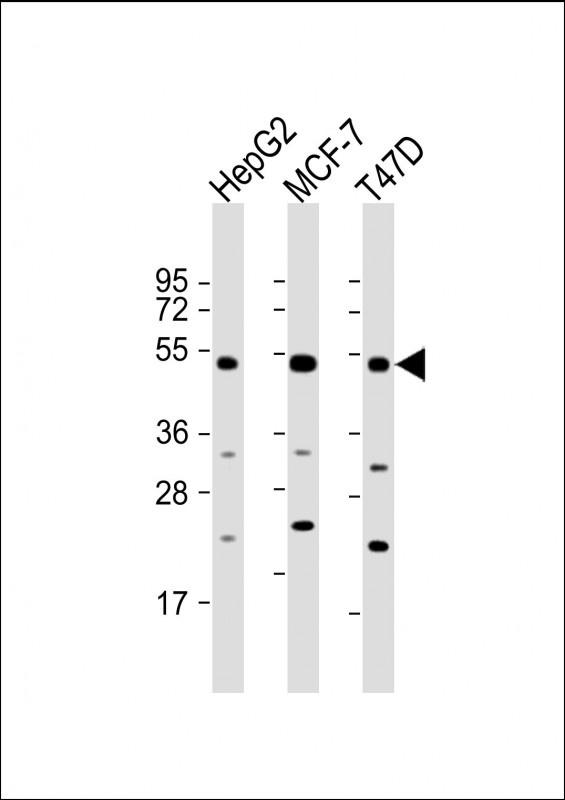 SLC9A3R1 Antibody
