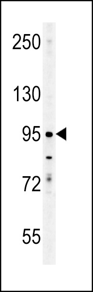 ENAM Antibody