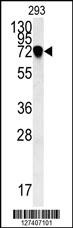 NDNF Antibody