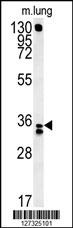 RCN3 Antibody