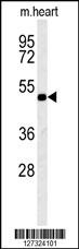 KCNV1 Antibody