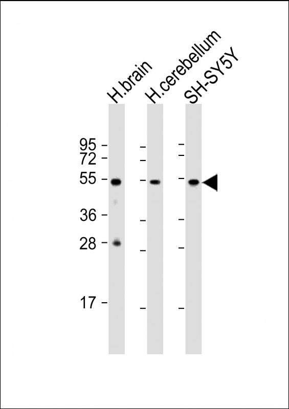 TUBB3 Antibody