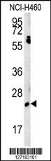 EBPL Antibody