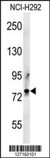 LPPR3 Antibody