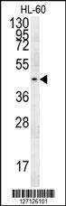 PGAP2 Antibody