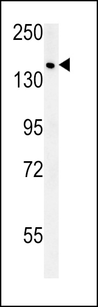 SAMD9 Antibody