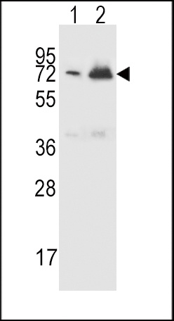CFHR5 Antibody