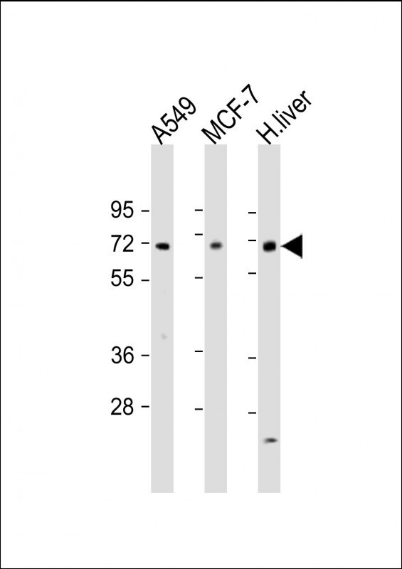 HABP2 Antibody