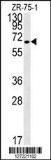N4BP3 Antibody
