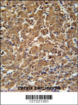 N4BP3 Antibody
