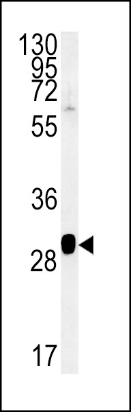SEC31B Antibody