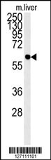 PCYOX1L Antibody