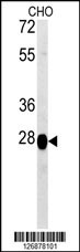 PREPL Antibody