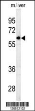 FBXO9 Antibody