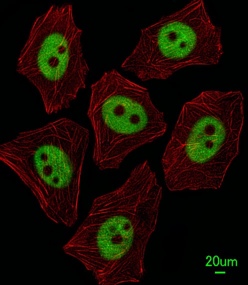 XRCC1 Antibody