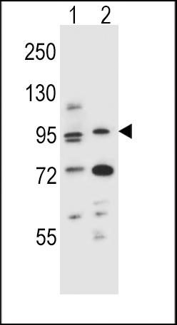 AHR Antibody