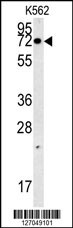 SLC7A10 Antibody