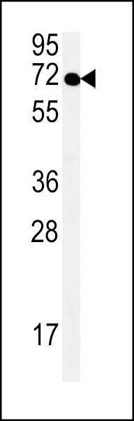 SPATA13 Antibody