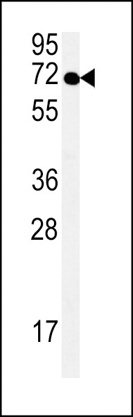 SPT13 Antibody