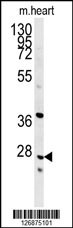 INMT Antibody