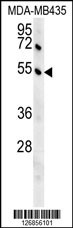 GKAP1 Antibody