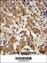 GKAP1 Antibody