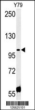 CCDC146 Antibody