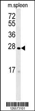 TMEM134 Antibody