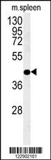 PGD Antibody