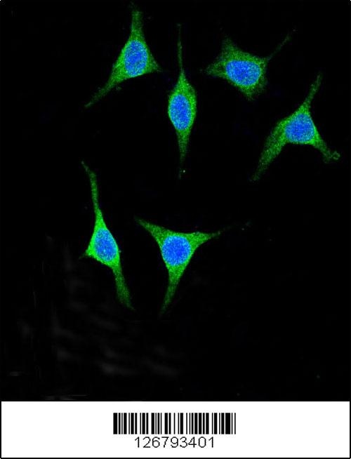 AMY2A Antibody