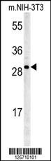 KCTD21 Antibody