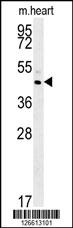 TAMM41 Antibody