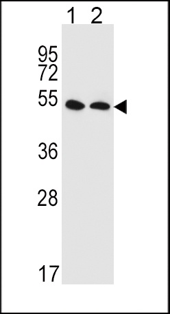 SLC47A1 Antibody