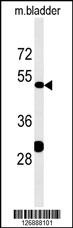 KLC3 Antibody