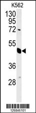 EIF3G Antibody