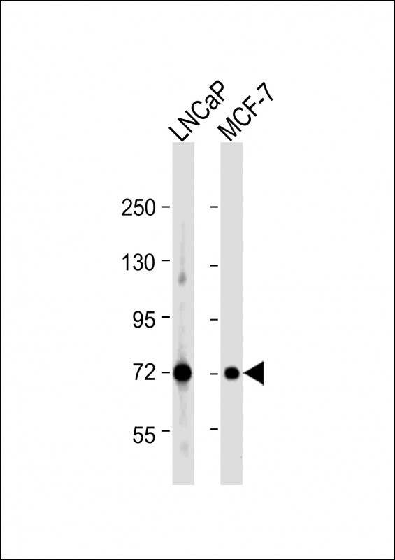 DLAT Antibody