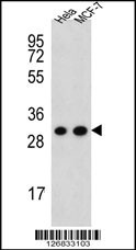 CYC1 Antibody