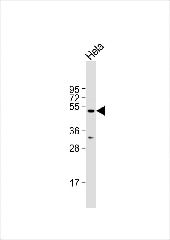 STAMBPL1 Antibody